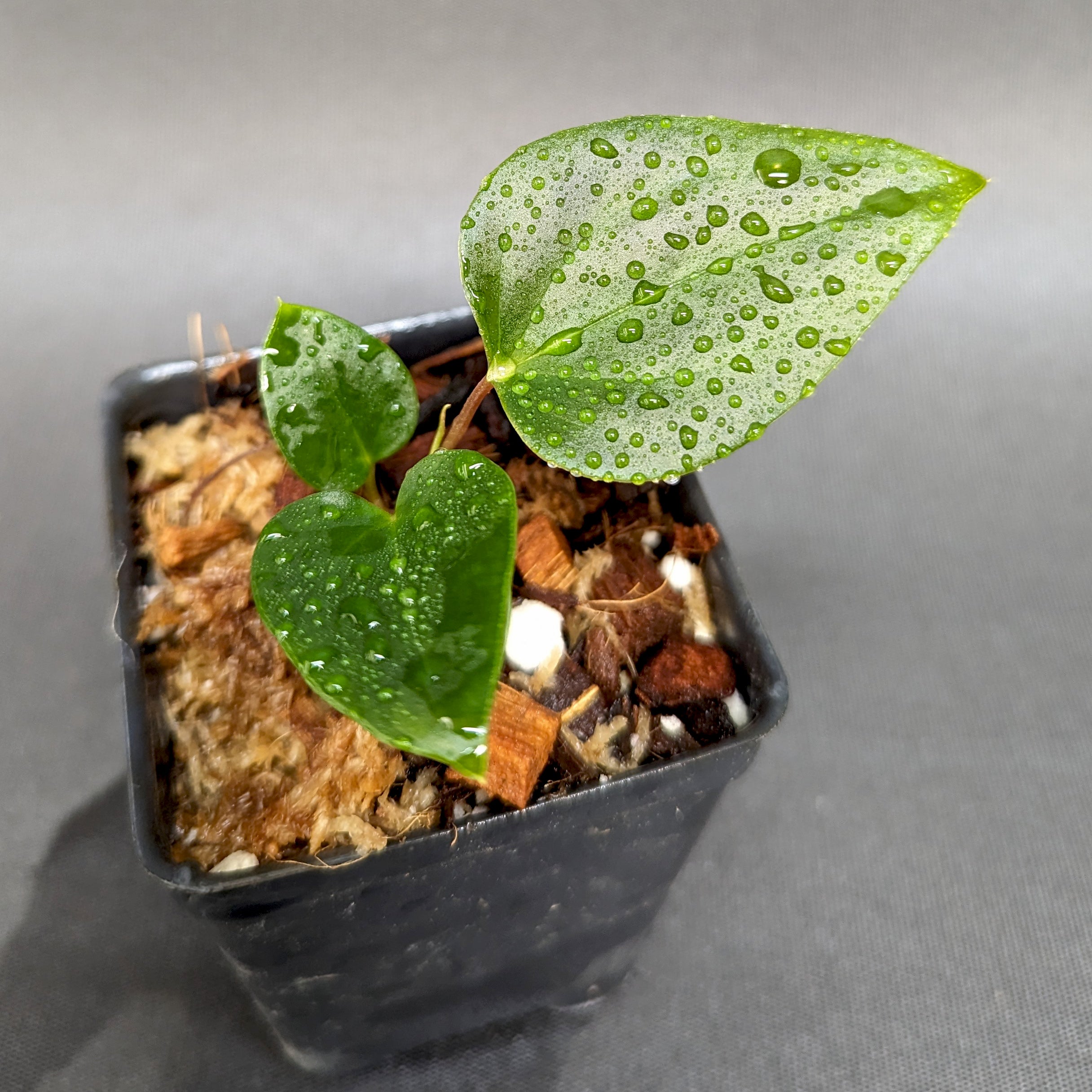 Anthurium Red Beauty x besseae aff (sp nov Darien), CAR-0342