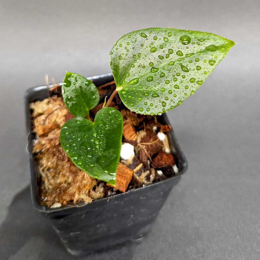 
                      
                        Anthurium Red Beauty x besseae aff (sp nov Darien), CAR-0342
                      
                    