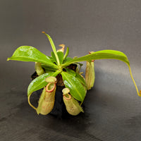 Nepenthes [(Viking x ampullaria) x northiana] x Redonkulas, CAR-0305