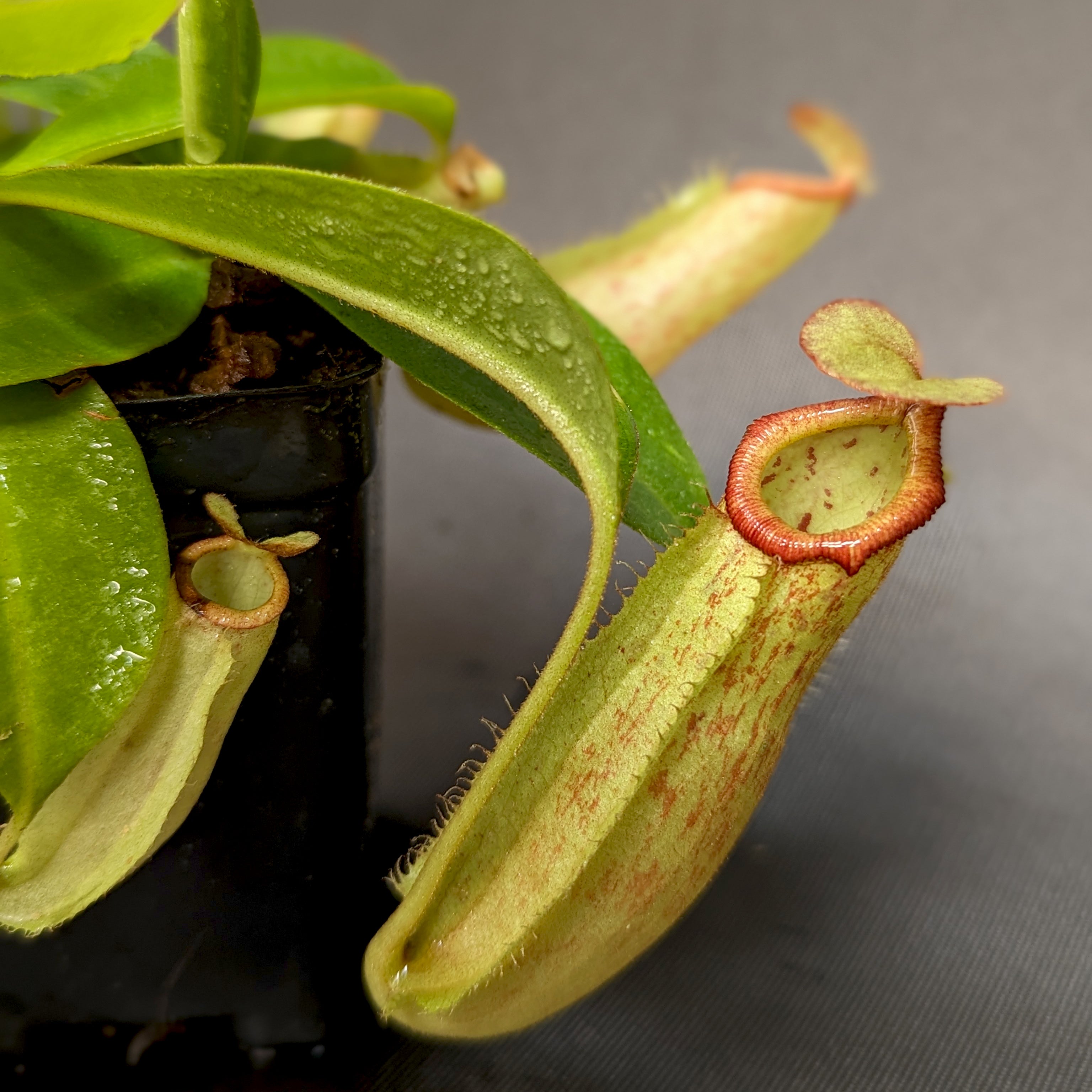 Nepenthes [(Viking x ampullaria) x northiana] x Redonkulas, CAR