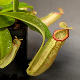 Nepenthes [(Viking x ampullaria) x northiana] x Redonkulas, CAR-0305