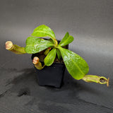 Nepenthes [(Rokko x boschiana) x veitchii] x veitchii "The Wave" , CAR-0271