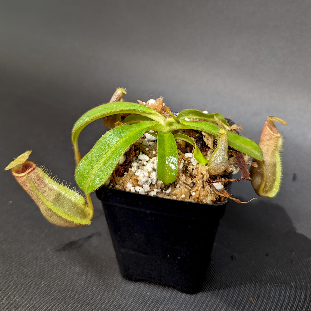 
                      
                        Nepenthes (spathulata x spectabilis) "BE Best" x veitchii "Cobra", CAR-0303
                      
                    