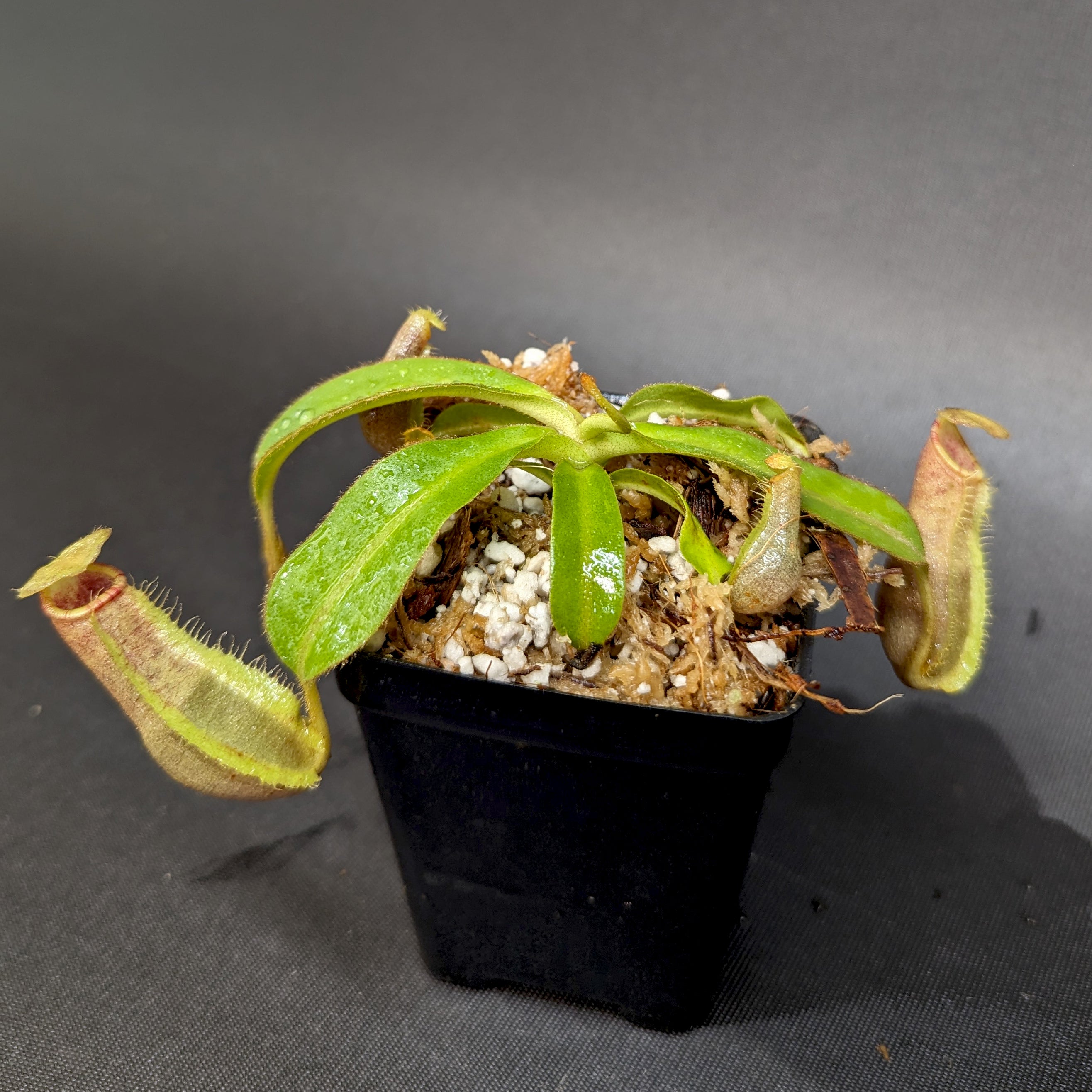 Nepenthes (spathulata x spectabilis) 