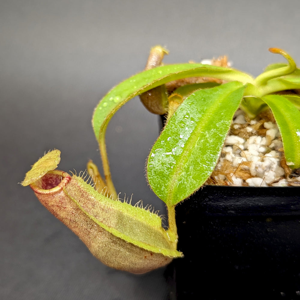 
                      
                        Nepenthes (spathulata x spectabilis) "BE Best" x veitchii "Cobra", CAR-0303
                      
                    