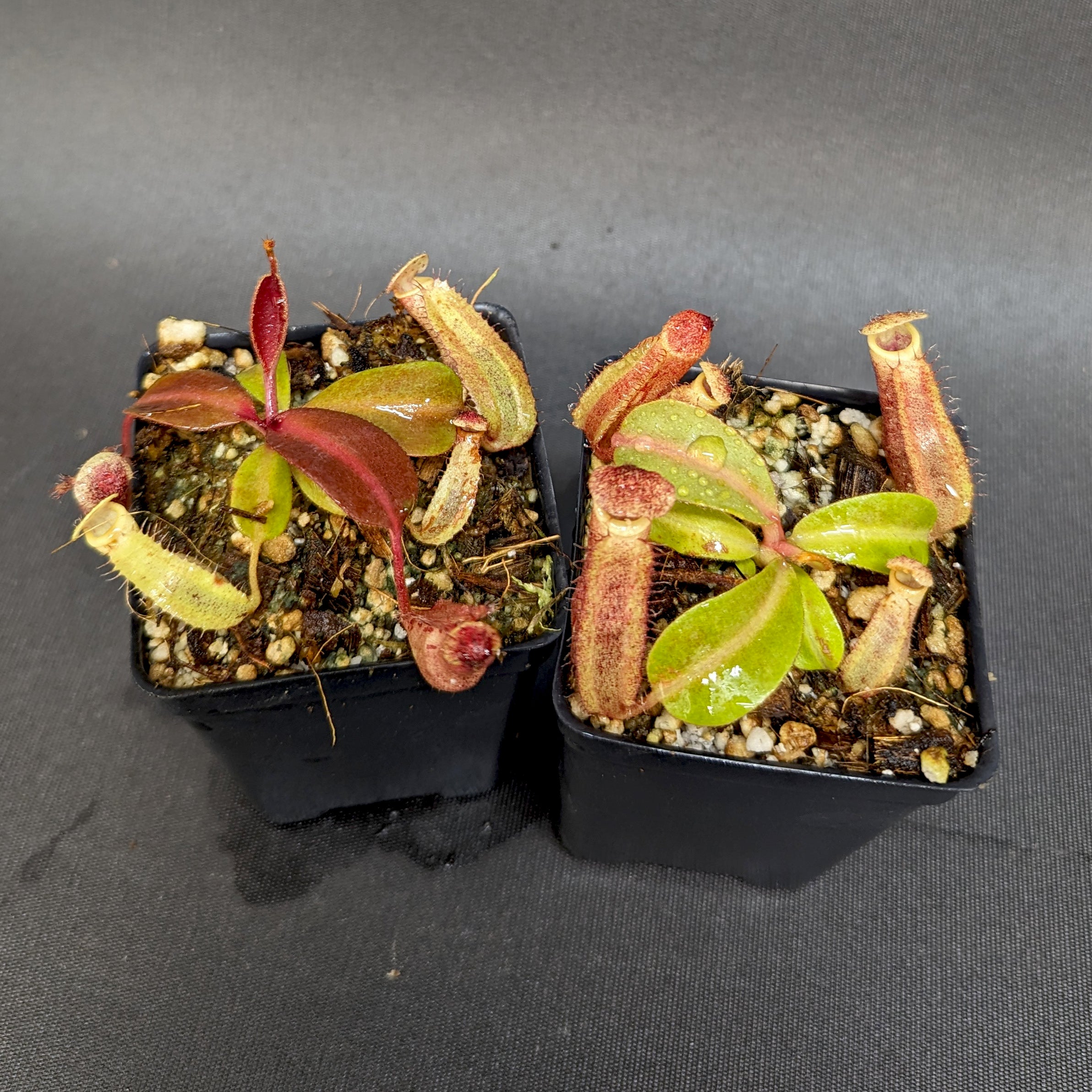 Nepenthes boschiana BE x 'Leviathan', CAR-0291 – Carnivero