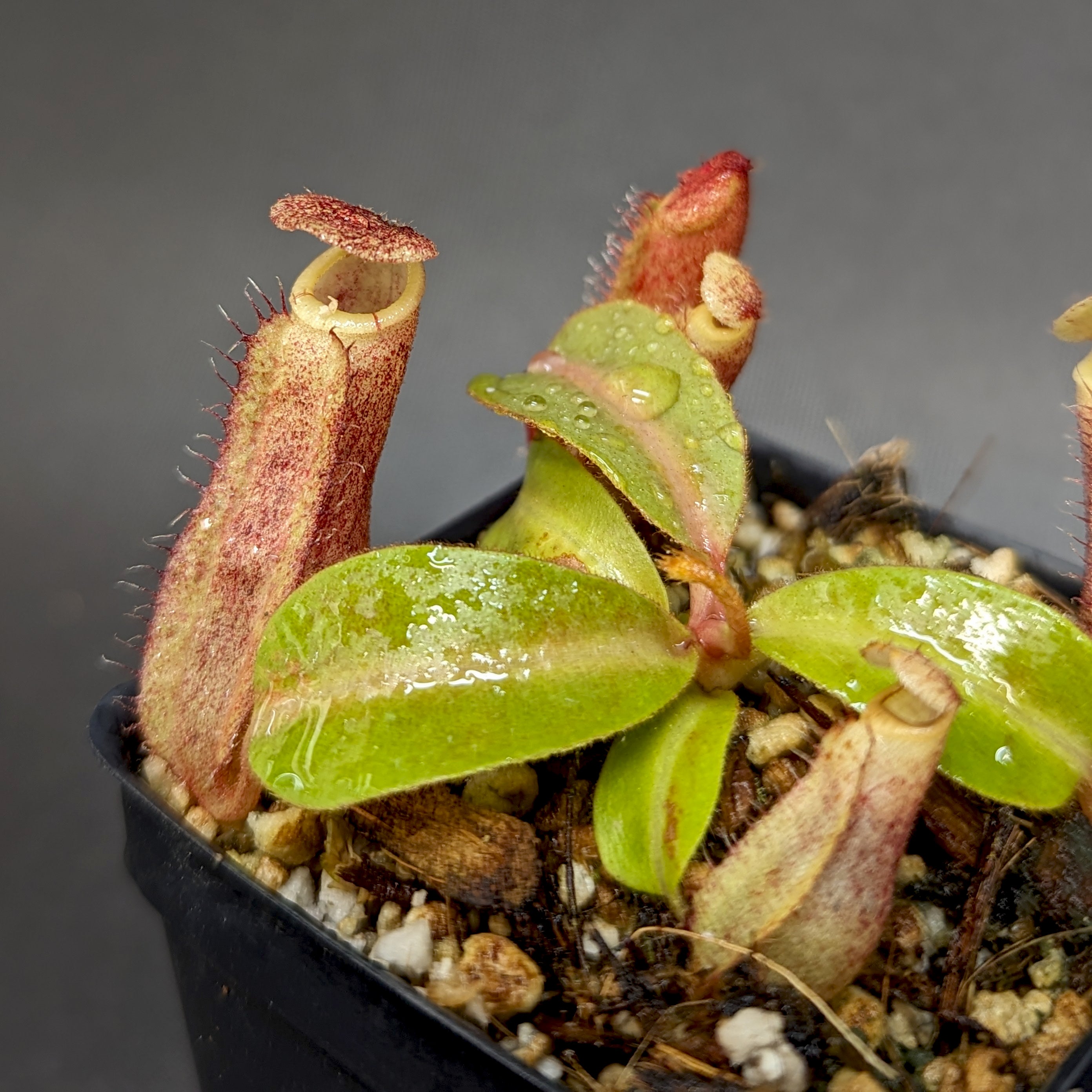 ベラドンナ Nepenthes boschiana BE x 'Leviathan', CAR-0291 – Carnivero