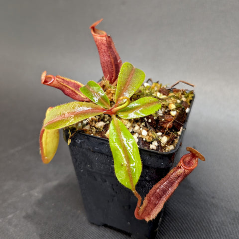 Nepenthes veitchii JB x mira pitcher plant with tall red tubular pitchers and a few green leaves in a compact pot