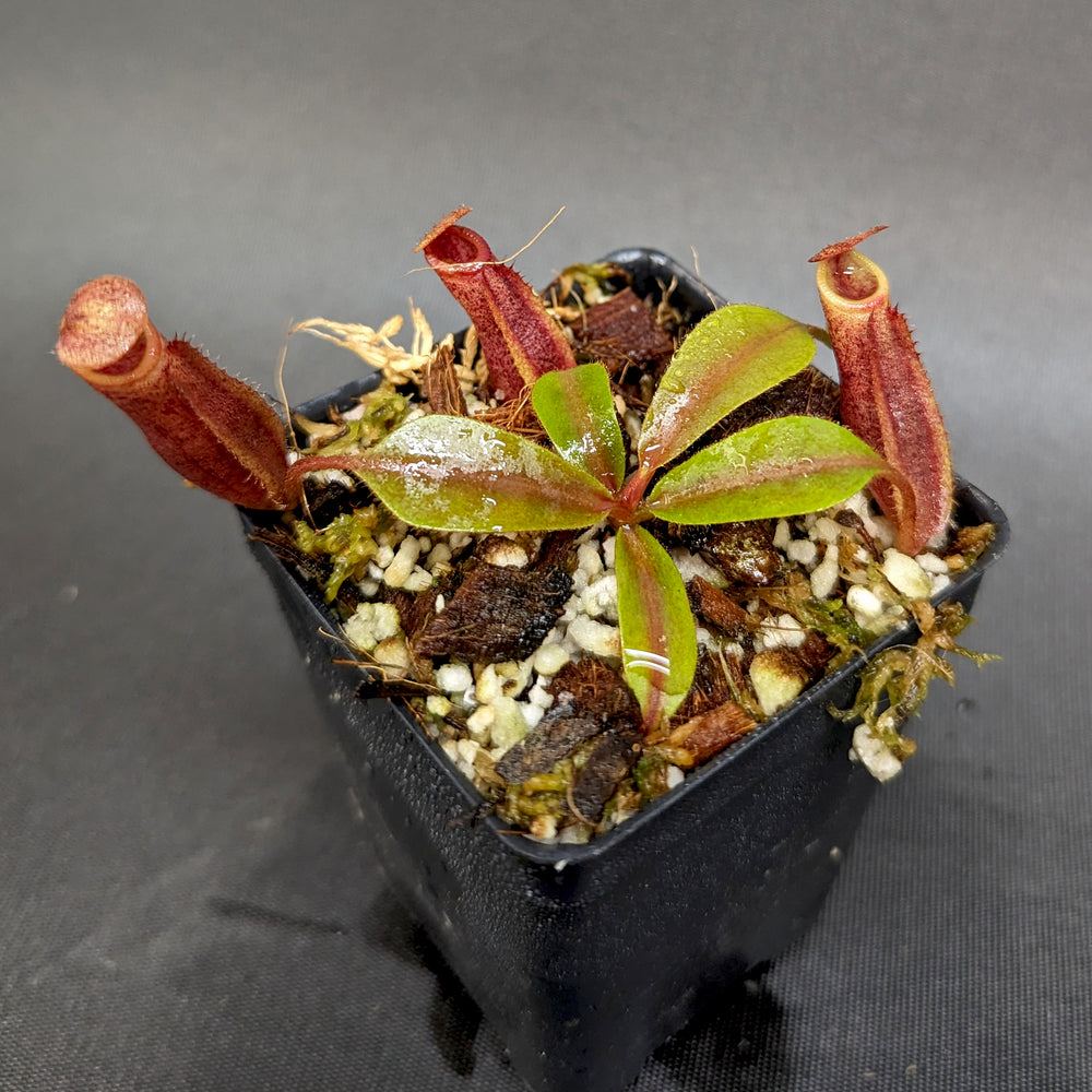 
                      
                        Nepenthes veitchii JB x mira, CAR-0343
                      
                    