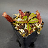 Nepenthes veitchii JB x mira, CAR-0343