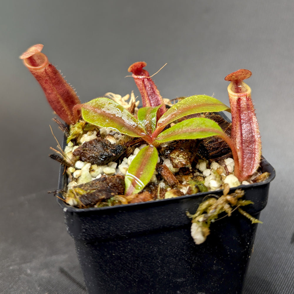 
                      
                        Nepenthes veitchii JB x mira, CAR-0343
                      
                    