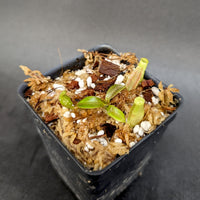 Nepenthes veitchii LL x (sumatrana x platychila), CAR-0251