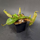 Nepenthes veitchii LL x (sumatrana x platychila), CAR-0251