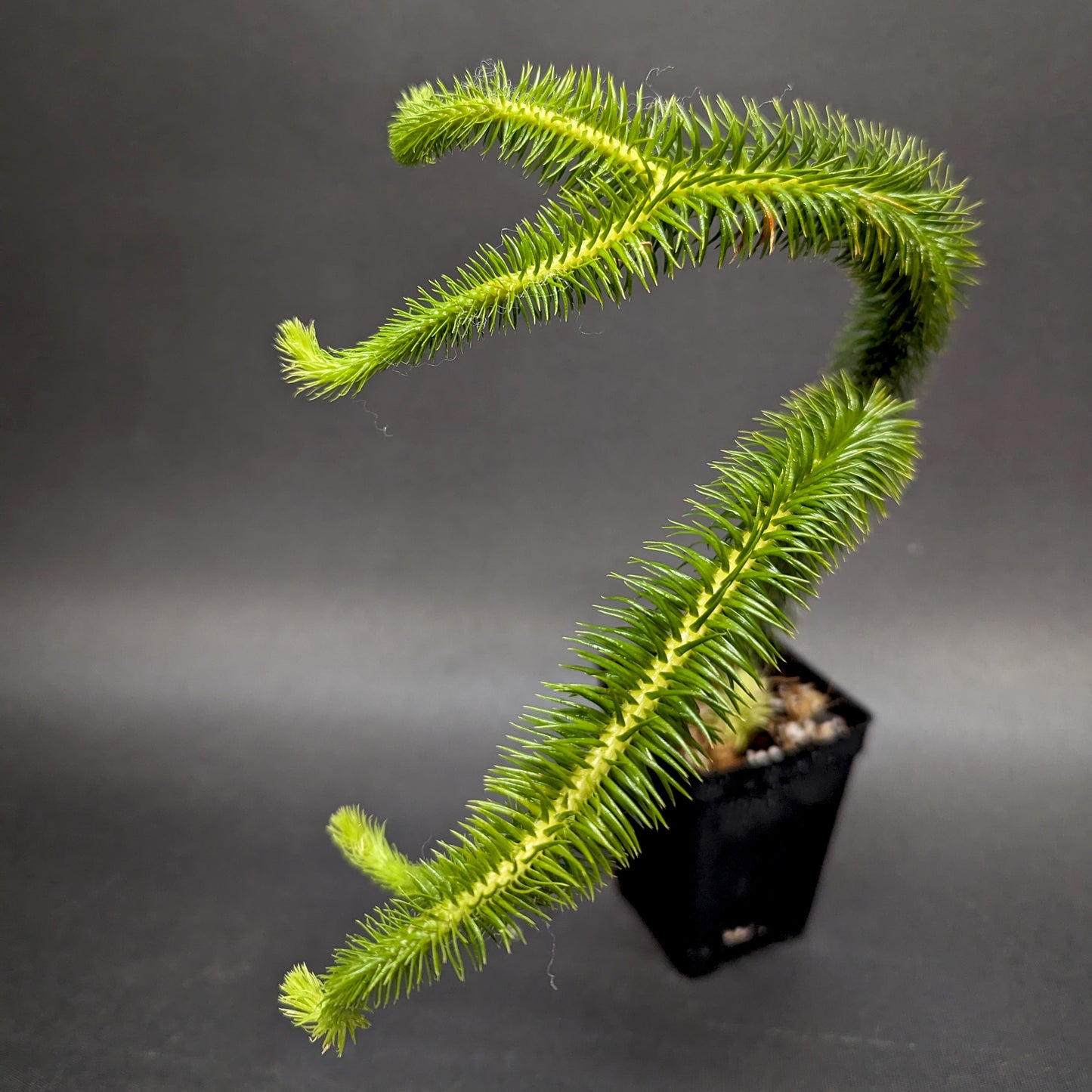 tassel fern potting mix Huperzia squarrosa, Tassel Rock Fern, Club Moss – Carnivero