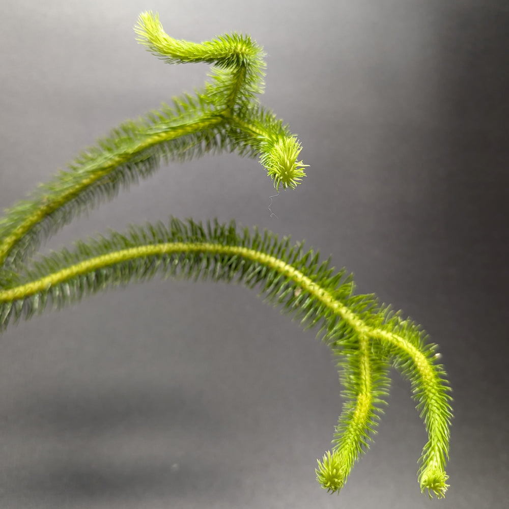
                      
                        Huperzia squarrosa, Tassel Rock Fern, Club Moss
                      
                    