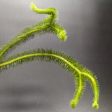 Huperzia squarrosa, Tassel Rock Fern, Club Moss