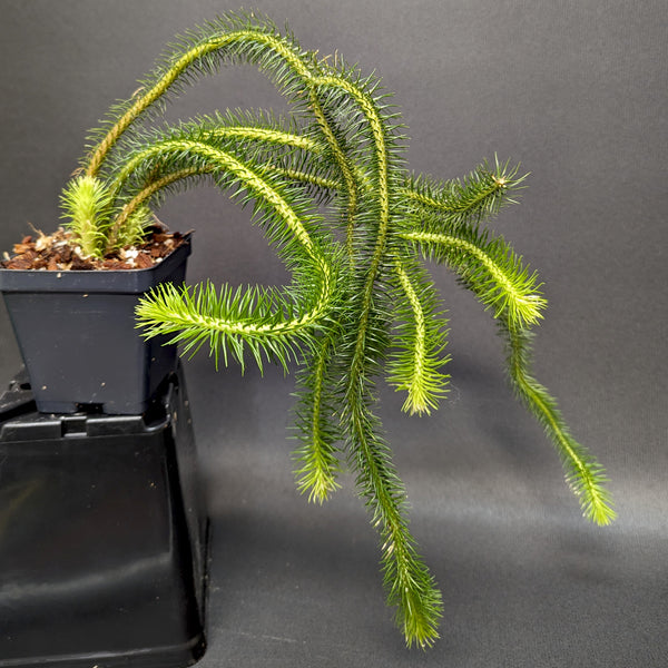 Huperzia Squarrosa Tassel Rock Fern Club Moss Carnivero huperzia-squarrosa-tassel-rock-fern-club-moss-carnivero