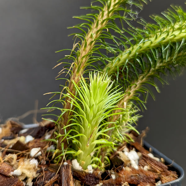 Huperzia Squarrosa Tassel Rock Fern Club Moss Carnivero huperzia-squarrosa-tassel-rock-fern-club-moss-carnivero
