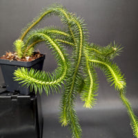 Huperzia squarrosa, Tassel Rock Fern, Club Moss