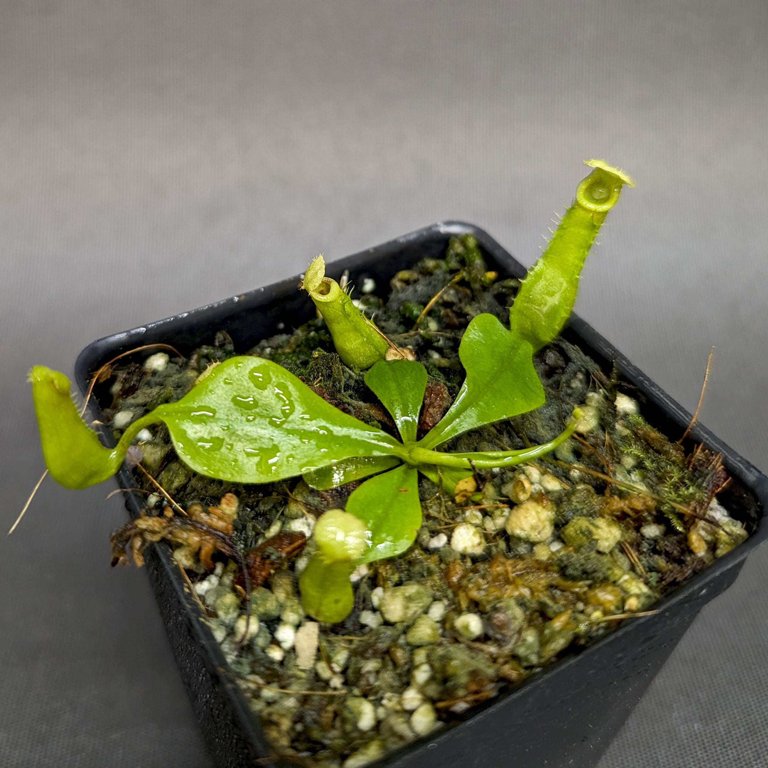 Nepenthes bicalcarata (Orange x Orange), CAR-0277 – Carnivero
