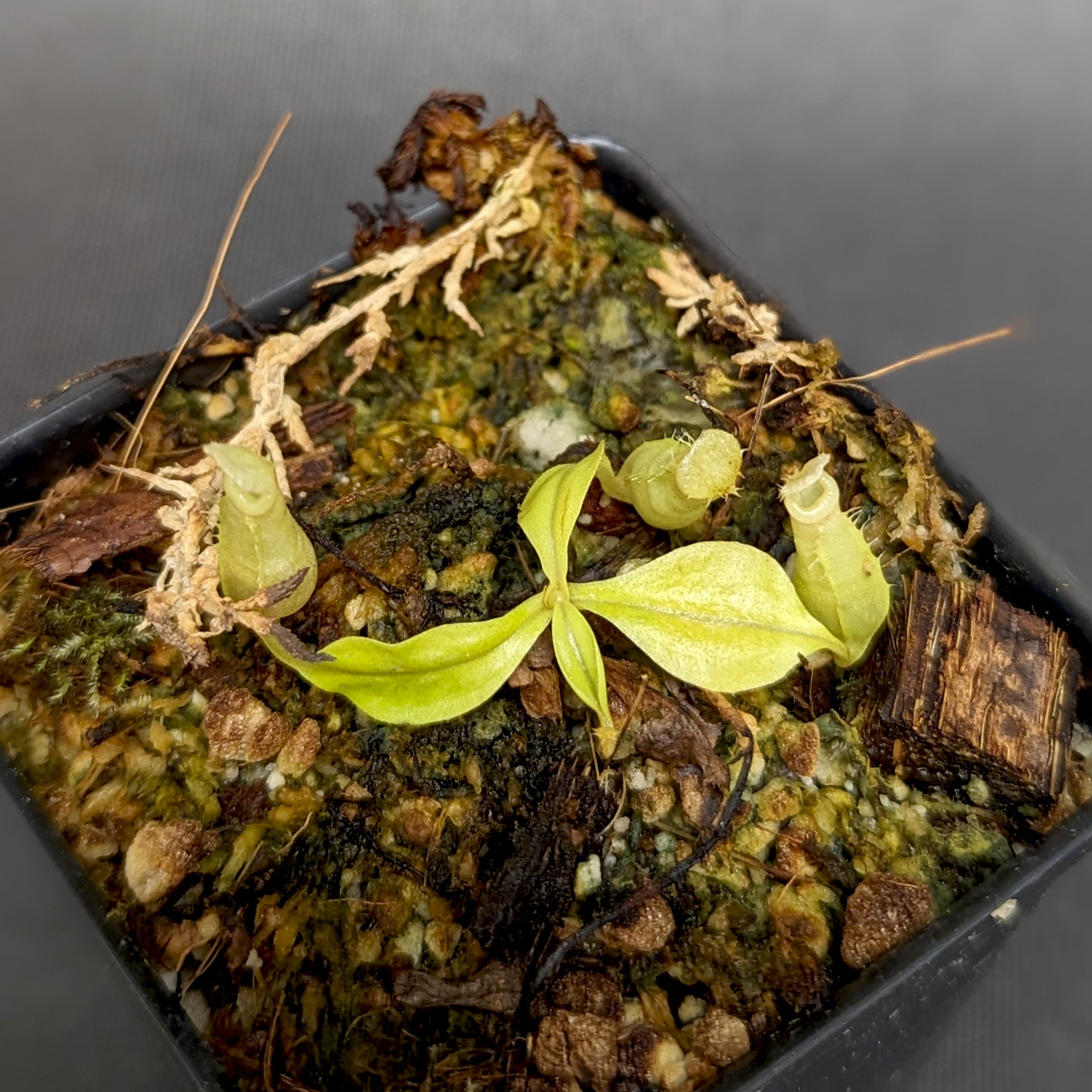 Nepenthes bicalcarata (Orange x Red), CAR-0268 Wholesale – Carnivero
