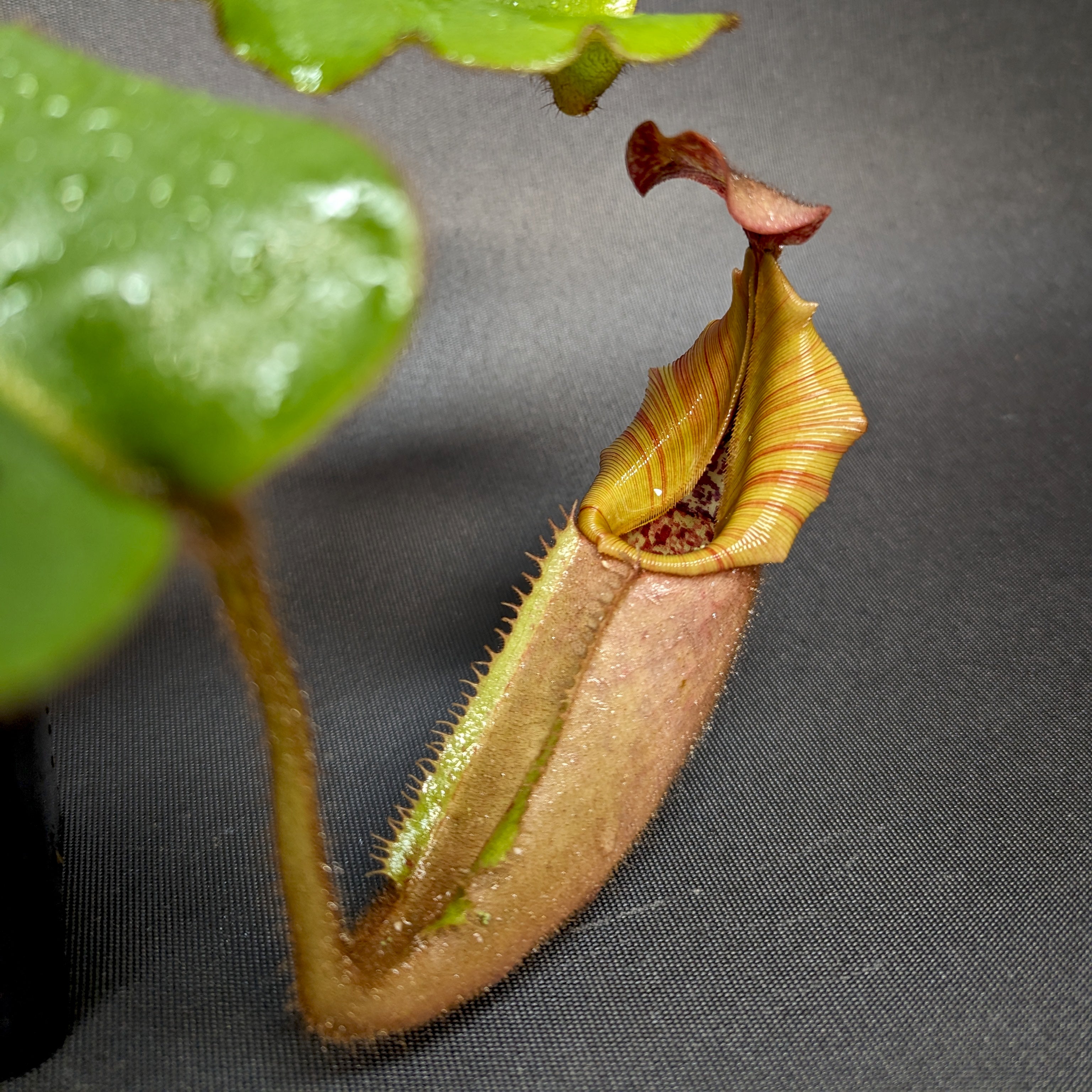 Nepenthes veitchii 