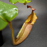 Nepenthes veitchii "Psychedelic"