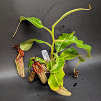 Nepenthes maxima "Pieriensis" x veitchii "Pink Candy Cane", CAR-0049