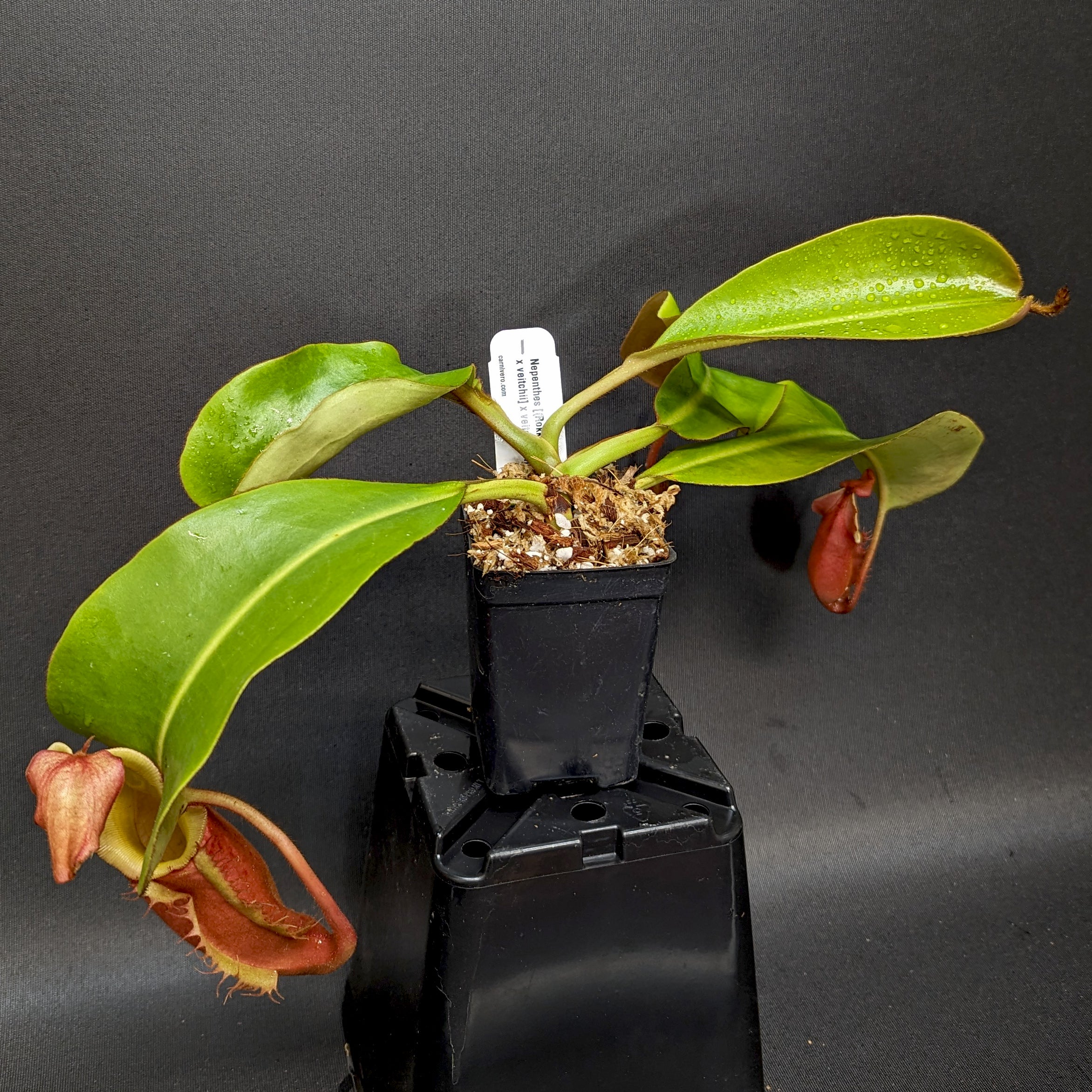 Nepenthes [(Rokko x boschiana) x veitchii] x veitchii (m) - clone