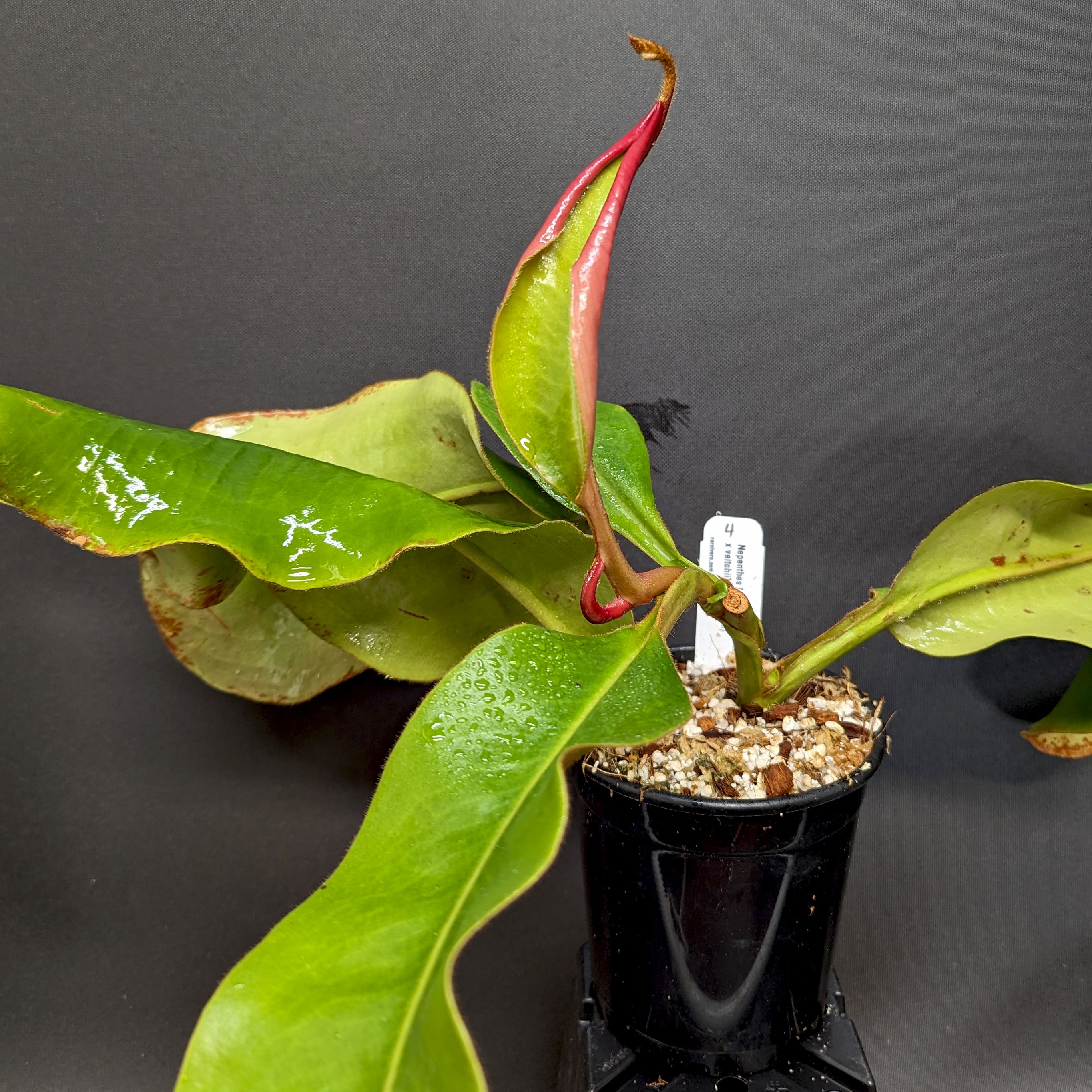 Nepenthes [(Rokko x boschiana) x veitchii] x veitchii (m) - clone