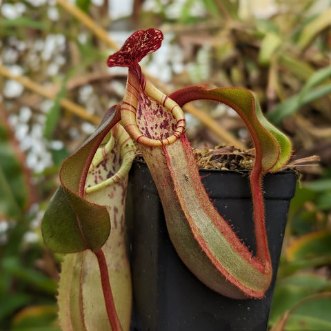 Two Nepenthes veitchii x clipeata pitchers; left pale green striped mouth, right red speckled hooded pitcher.