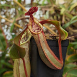 Nepenthes veitchii x clipeata, CAR-0128