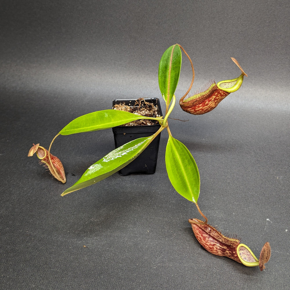
                      
                        Nepenthes (Rokko x boschiana) x {boschiana x [truncata x (northiana x veitchii)]}, CAR-0187, pitcher plant, carnivorous plant, collectors plant, large pitchers, rare plants
                      
                    