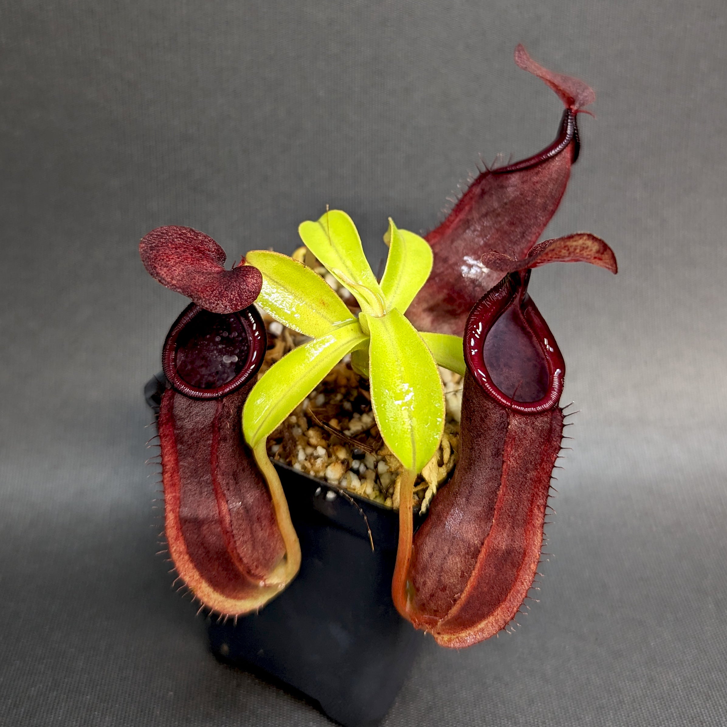 Nepenthes spathulata x tobaica, BE-3794 – Carnivero