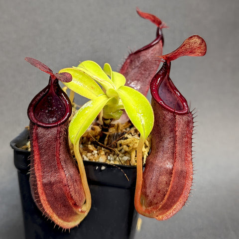 Nepenthes spathulata x tobaica BE-3794 with three burgundy pitchers surrounding lime green leaves in a small pot.
