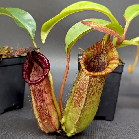 Nepenthes spathulata x spectabilis BE Best x lowii hybrid showing two large green mottled pitchers with orange red fringed rims and hairy edges.