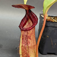 Nepenthes (spathulata x spectabilis) "BE Best" x lowii, CAR-0065