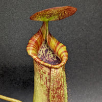 Nepenthes (spathulata x spectabilis) "BE Best" x lowii, CAR-0065