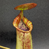 Nepenthes (spathulata x spectabilis) "BE Best" x lowii, CAR-0065