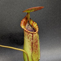 Nepenthes (spathulata x spectabilis) "BE Best" x lowii, CAR-0065