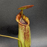Nepenthes (spathulata x spectabilis) "BE Best" x lowii, CAR-0065