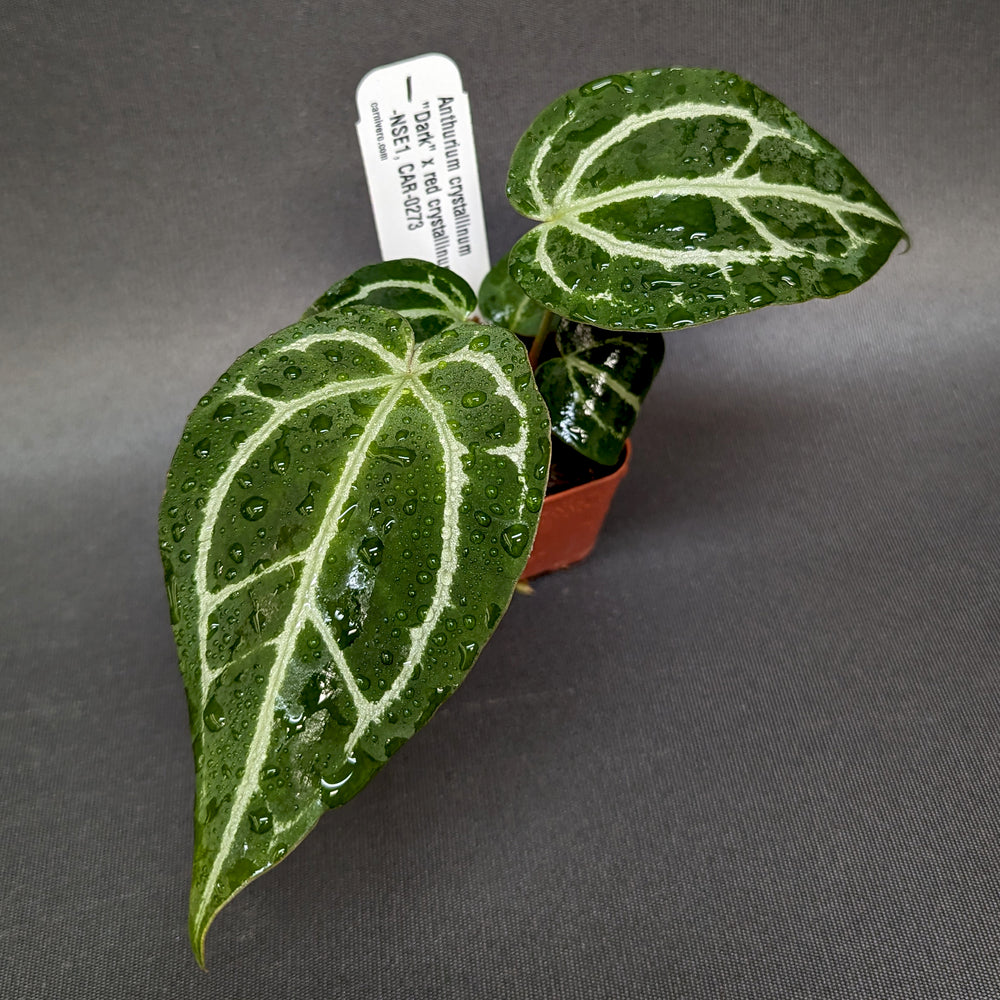 
                      
                        Anthurium crystallinum "Dark" x red crystallinum - NSE1, CAR-0273
                      
                    