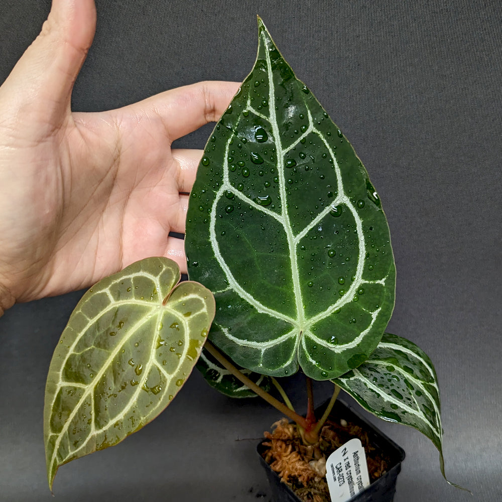 
                      
                        Anthurium crystallinum "Dark" x red crystallinum - NSE1, CAR-0273
                      
                    