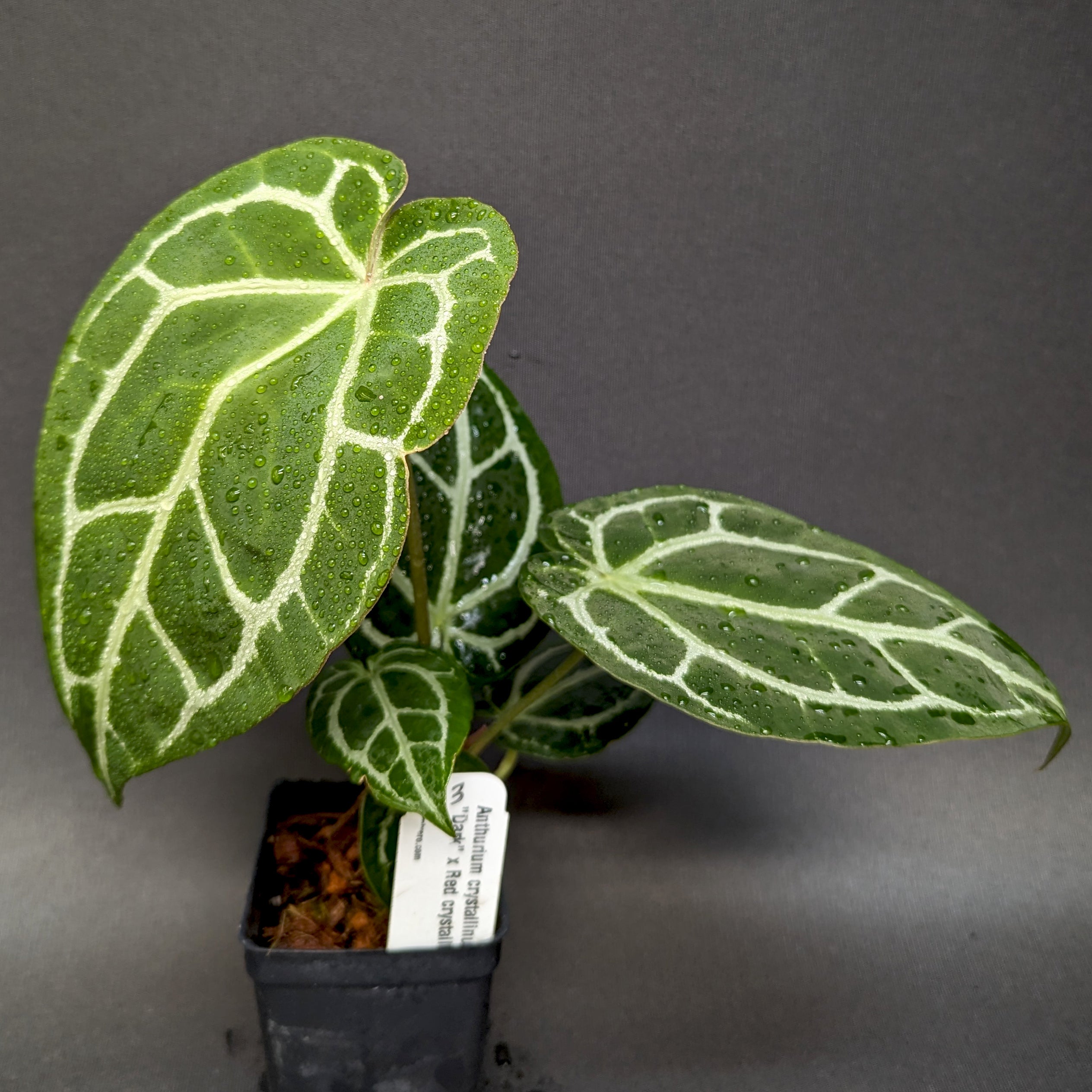 その他観葉植物 Anthurium Rad Crystallinum xCrystallinum Anthurium crystallinum 