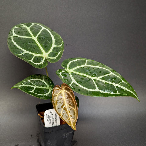 Anthurium crystallinum Dark x red crystallinum leaf with bold white veins and dew drops