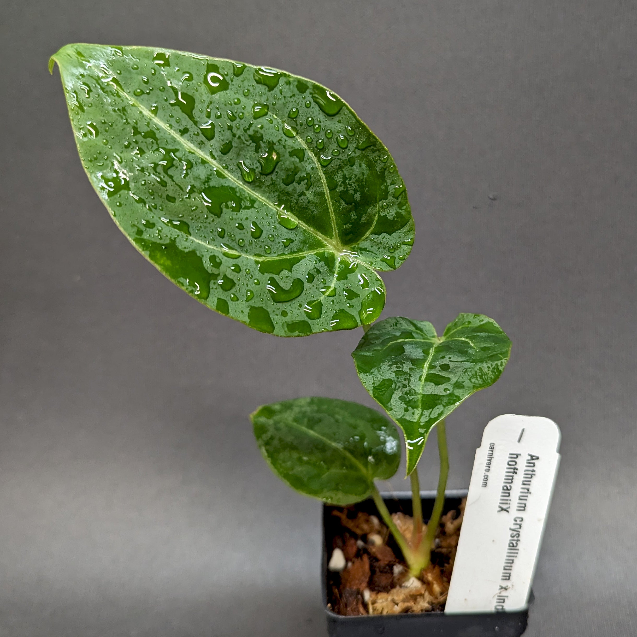 Anthurium crystallinum Dark x Indo Hoffmannii, CAR-0283 – Carnivero