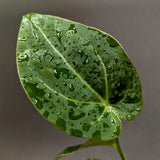 Anthurium crystallinum Dark x Indo Hoffmannii, CAR-0283