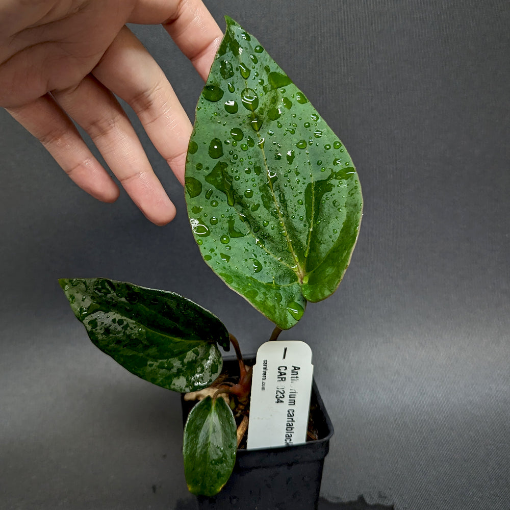 
                      
                        Anthurium carlablackiae x debilis, CAR-0234
                      
                    
