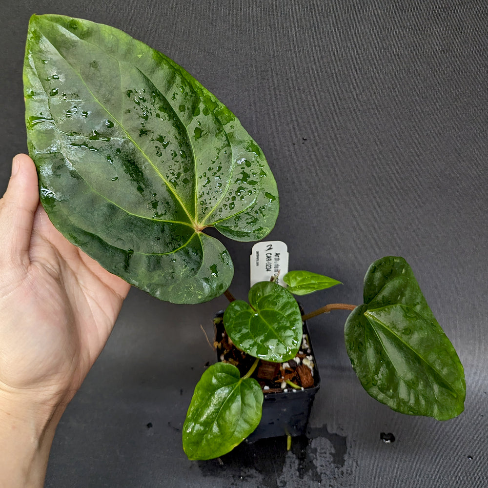 
                      
                        Anthurium carlablackiae x debilis, CAR-0234
                      
                    