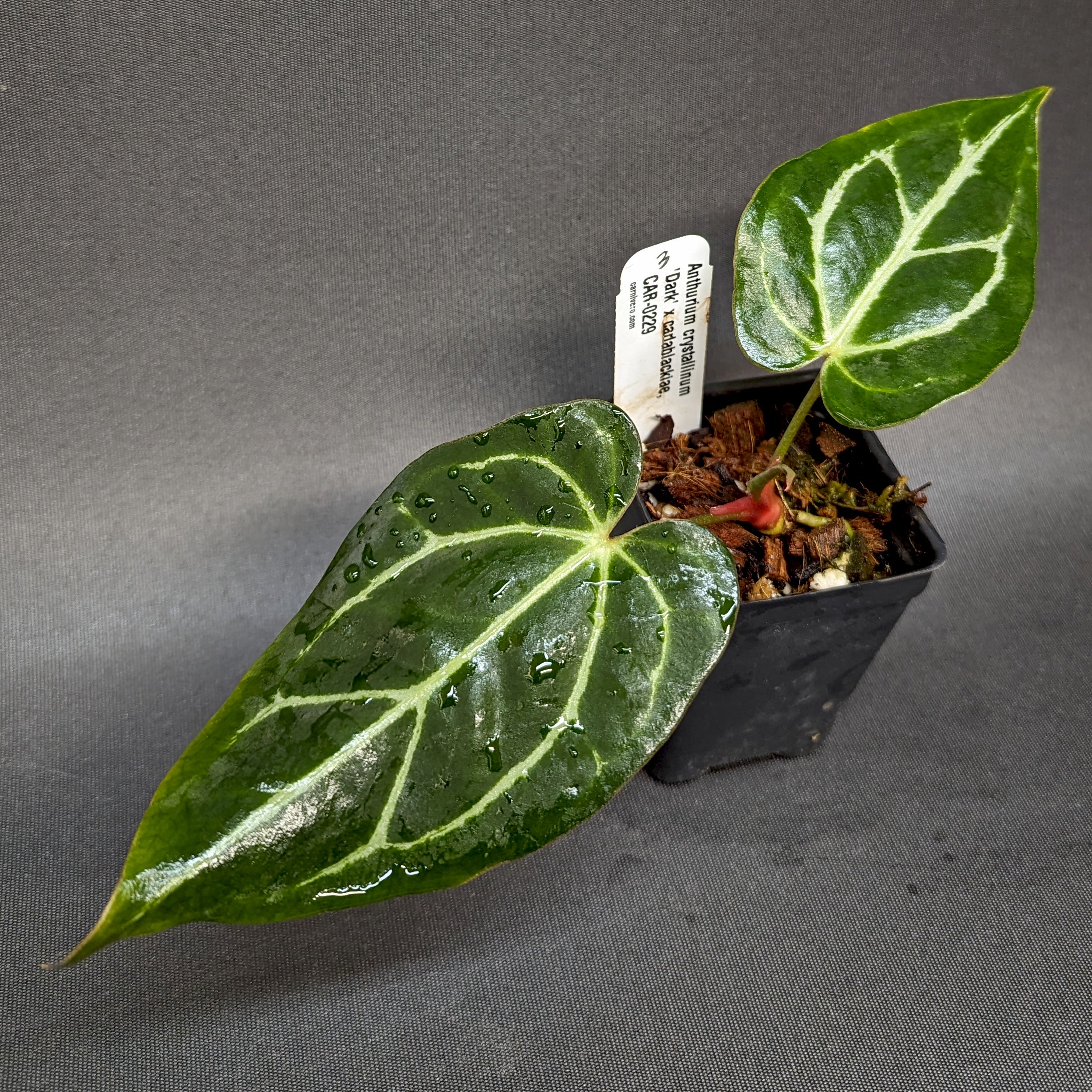 Anthurium crystallinum 'Dark' x carlablackiae, CAR-0229 – Carnivero